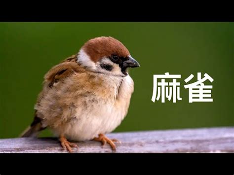 自來鳥 風水|【家裡出現鳥】家裡鳥進來有什麼好兆頭？自來鳥寓意大公開！